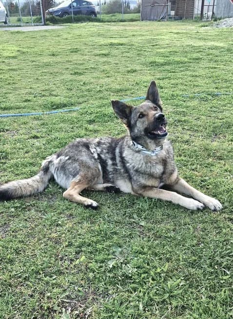Hose, male German Shepherd for adoption at Tierheimhelden — photo 7 of 16