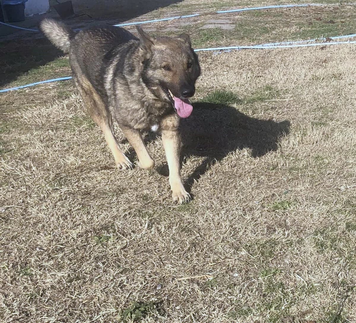 Hose, male German Shepherd for adoption at Tierheimhelden — photo 8 of 16