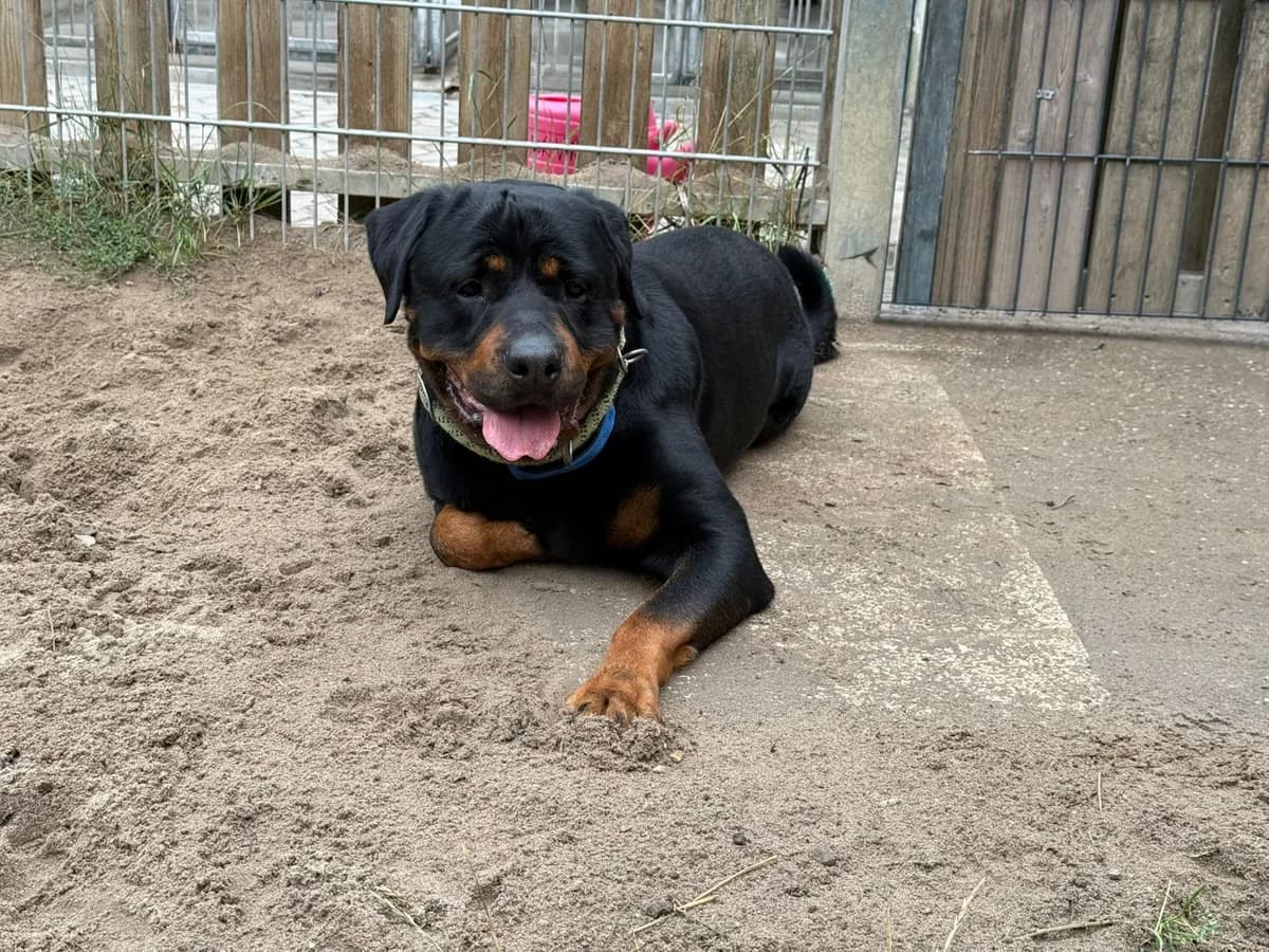 Gargamel, male Rottweiler for adoption at Tierheimhelden, Dortmund