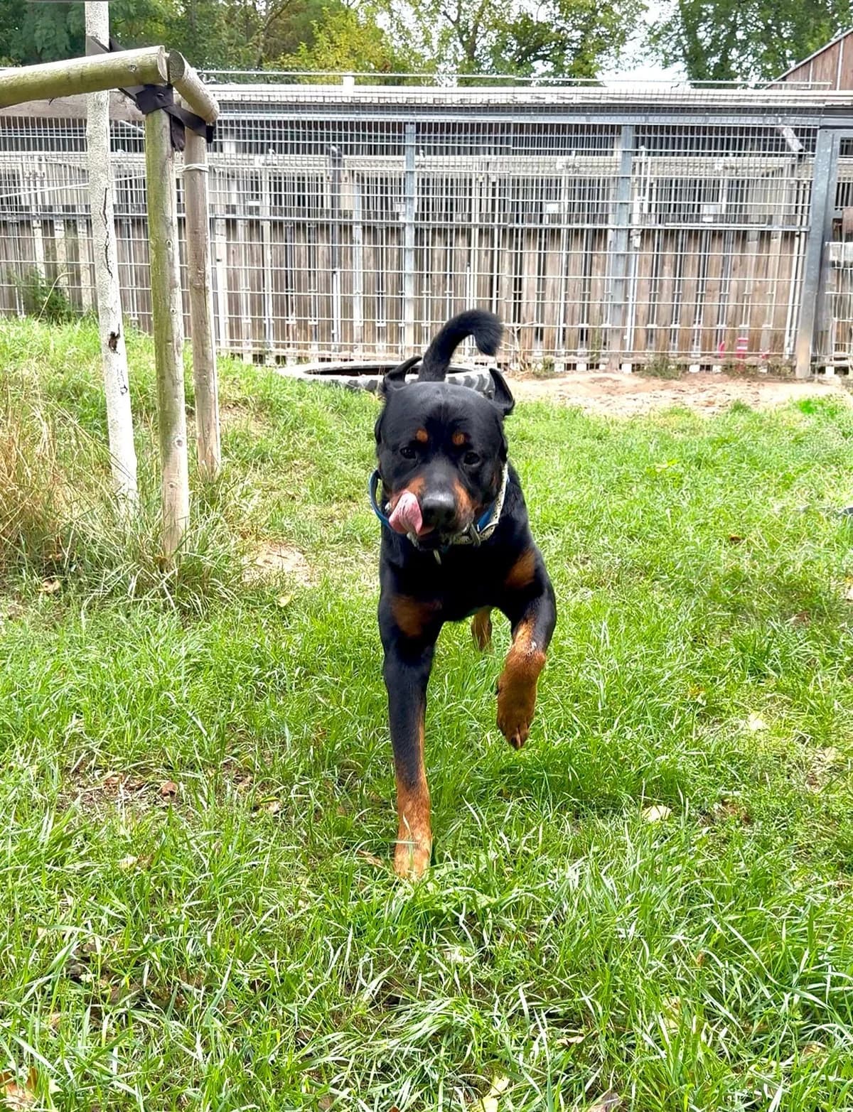 Gargamel, male Rottweiler for adoption at Tierheimhelden, Dortmund — photo 2 of 8