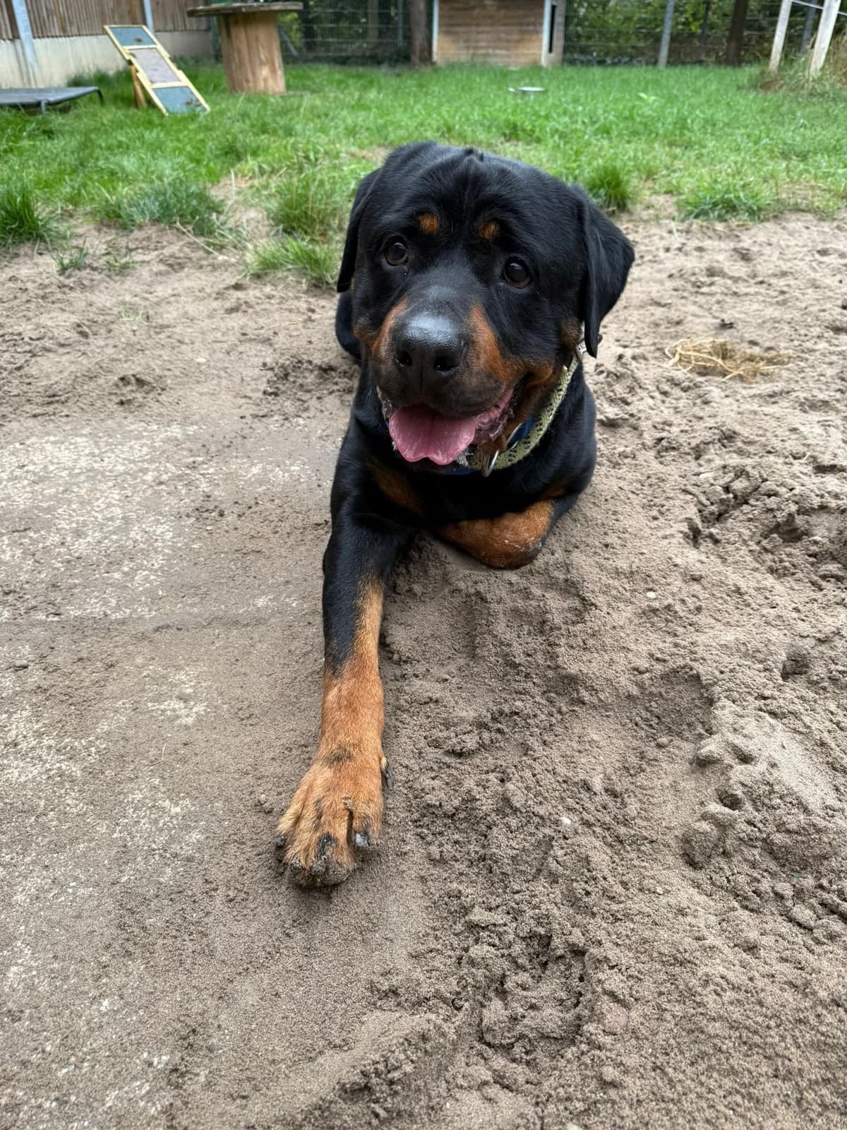 Gargamel, male Rottweiler for adoption at Tierheimhelden, Dortmund — photo 3 of 8
