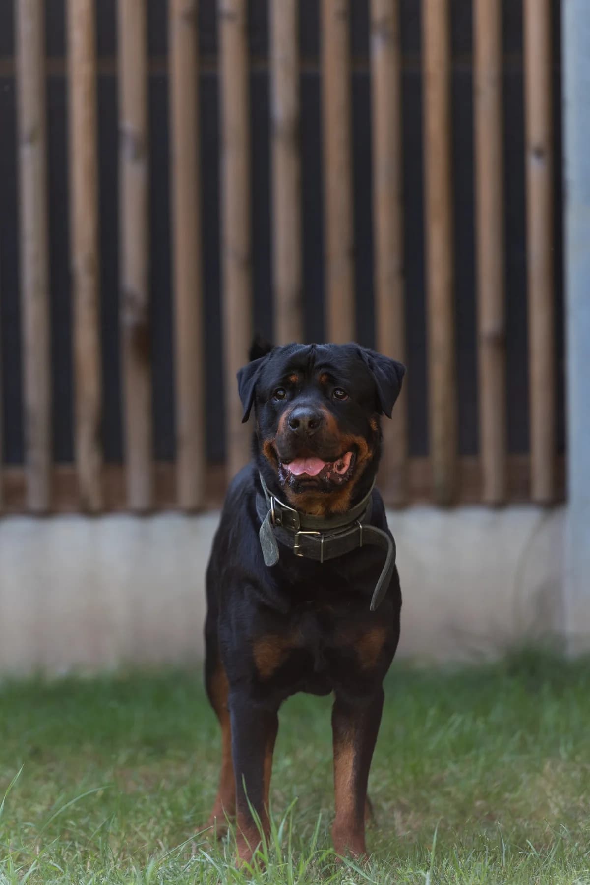 Gargamel, male Rottweiler for adoption at Tierheimhelden, Dortmund — photo 4 of 8