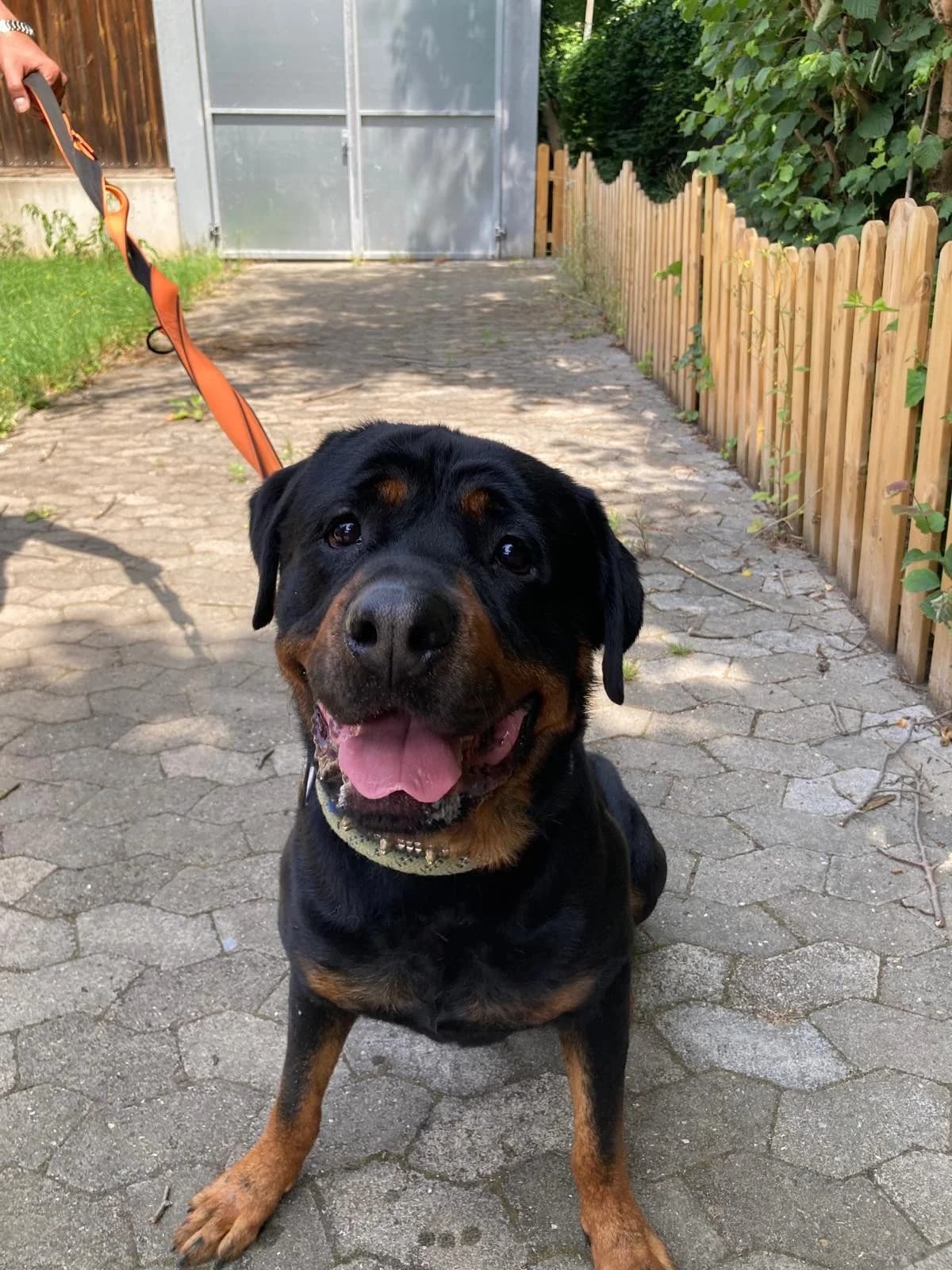 Gargamel, male Rottweiler for adoption at Tierheimhelden, Dortmund — photo 5 of 8