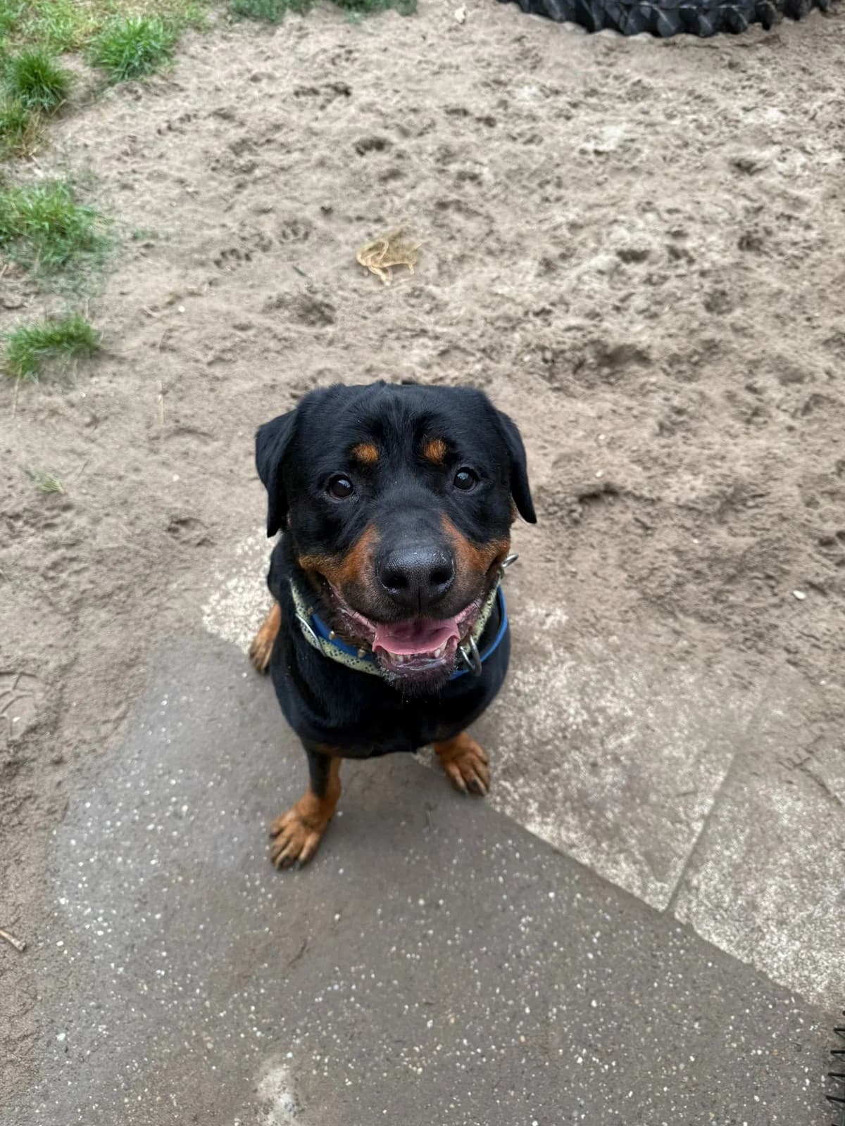 Gargamel, male Rottweiler for adoption at Tierheimhelden, Dortmund — photo 6 of 8
