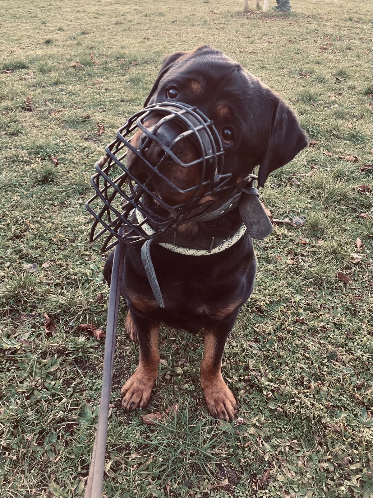 Gargamel, male Rottweiler for adoption at Tierheimhelden, Dortmund — photo 7 of 8