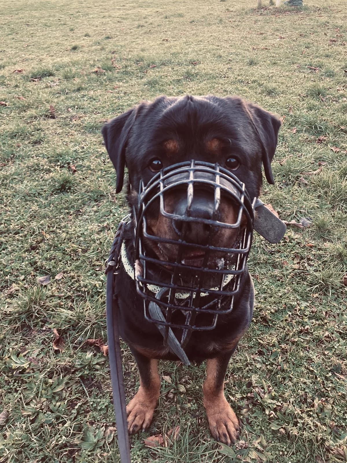 Gargamel, male Rottweiler for adoption at Tierheimhelden, Dortmund — photo 8 of 8