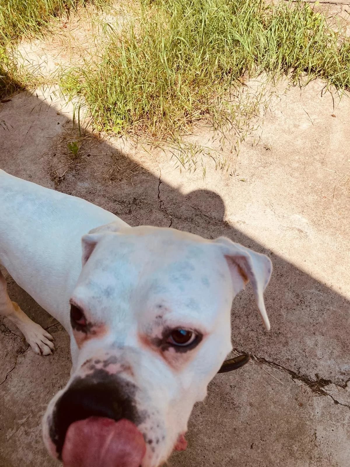 Marshall, male English Bulldog for adoption at Tierheimhelden