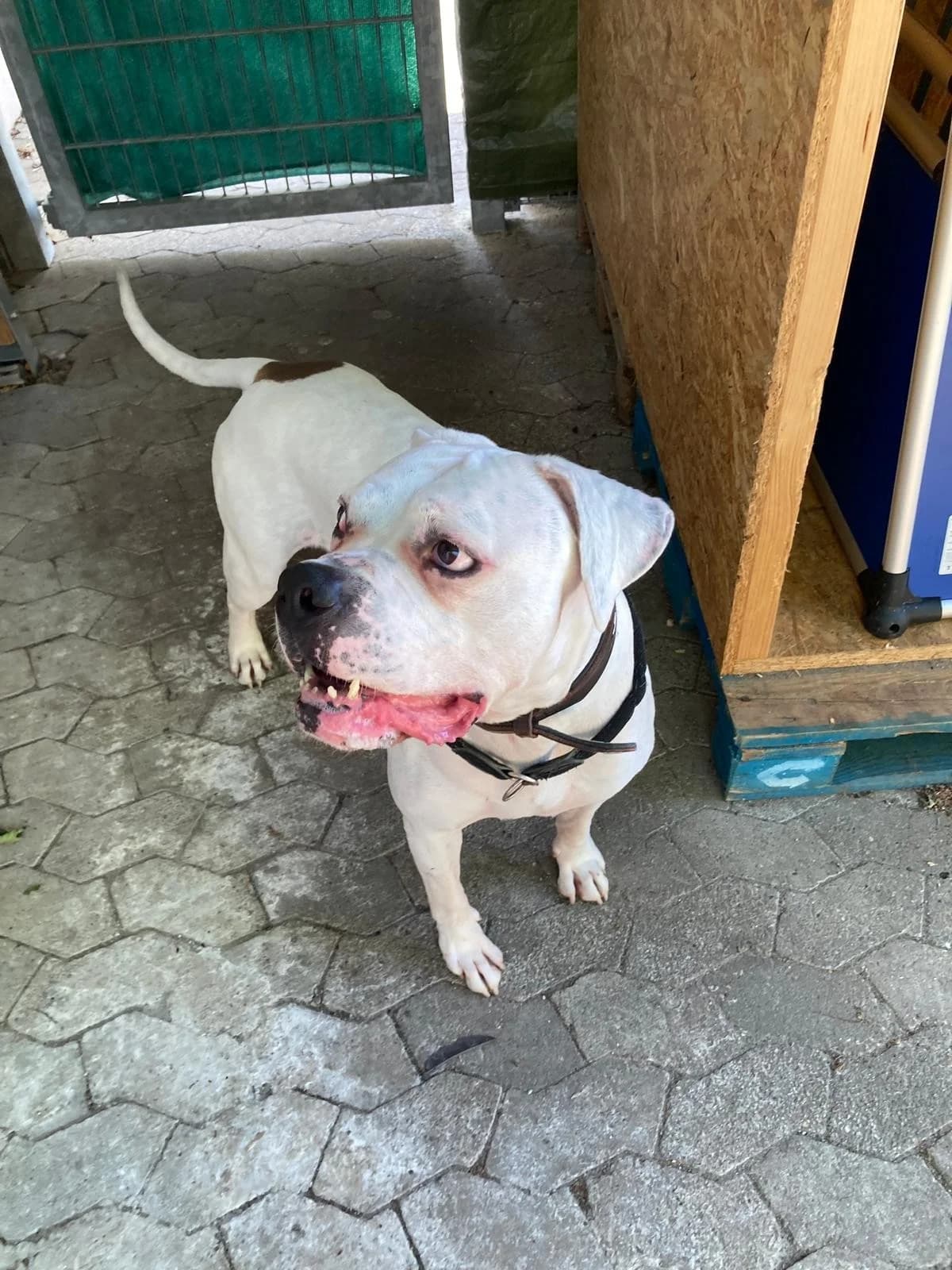 Marshall, male English Bulldog for adoption at Tierheimhelden — photo 3 of 7