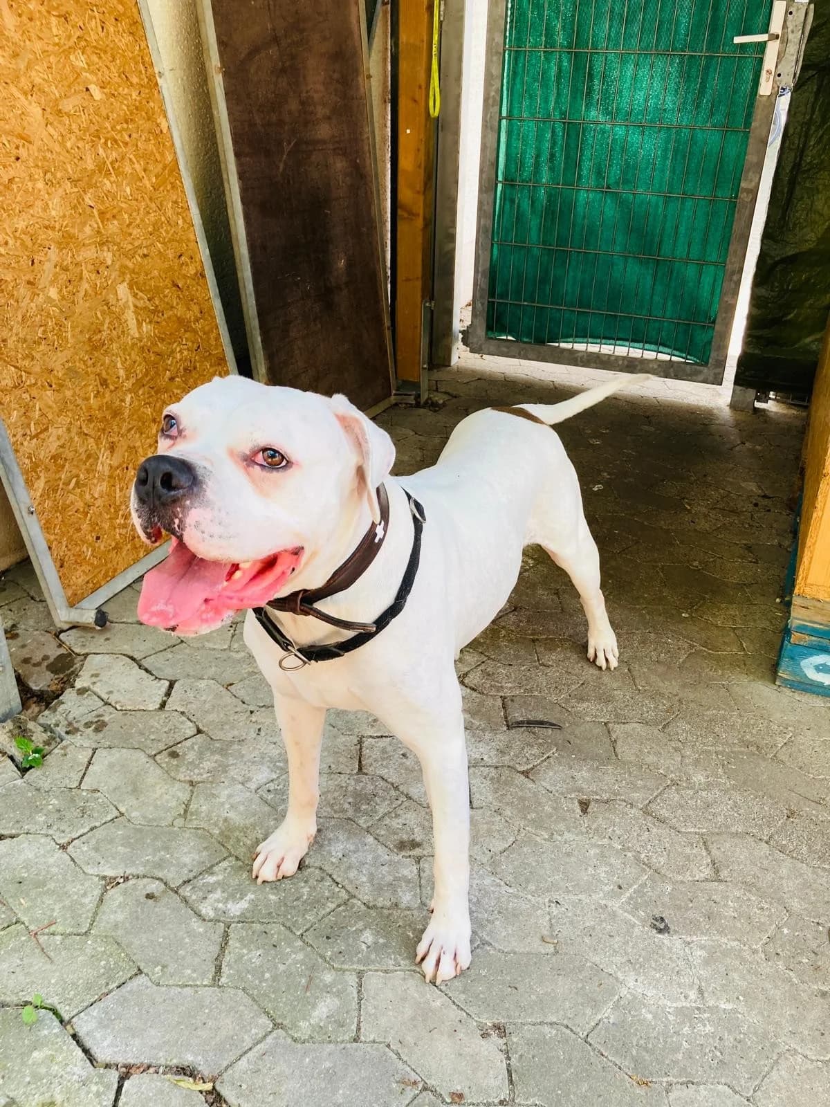Marshall, male English Bulldog for adoption at Tierheimhelden — photo 5 of 7
