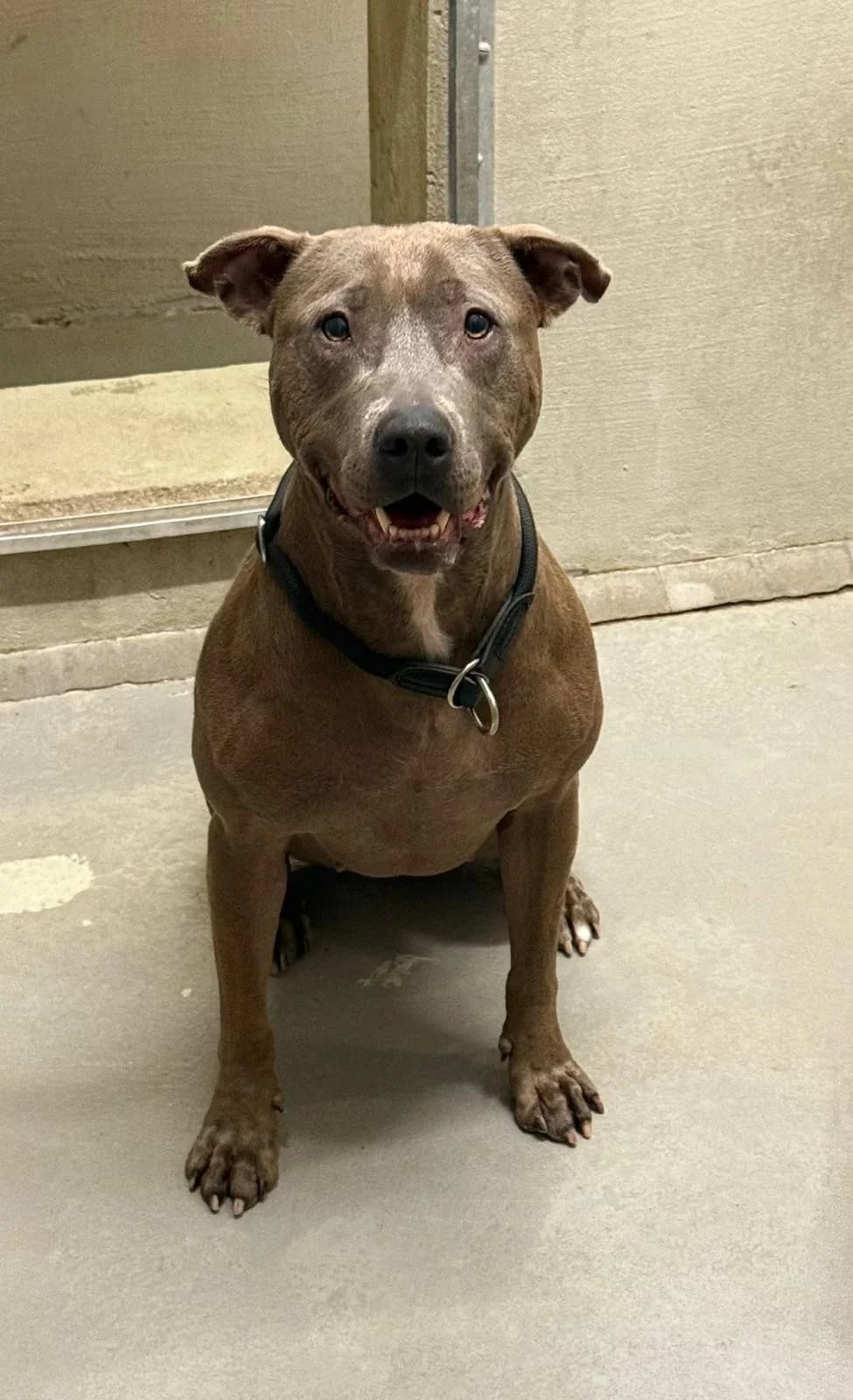 Ivy, female Pit Bull Terrier for adoption at Tierheimhelden