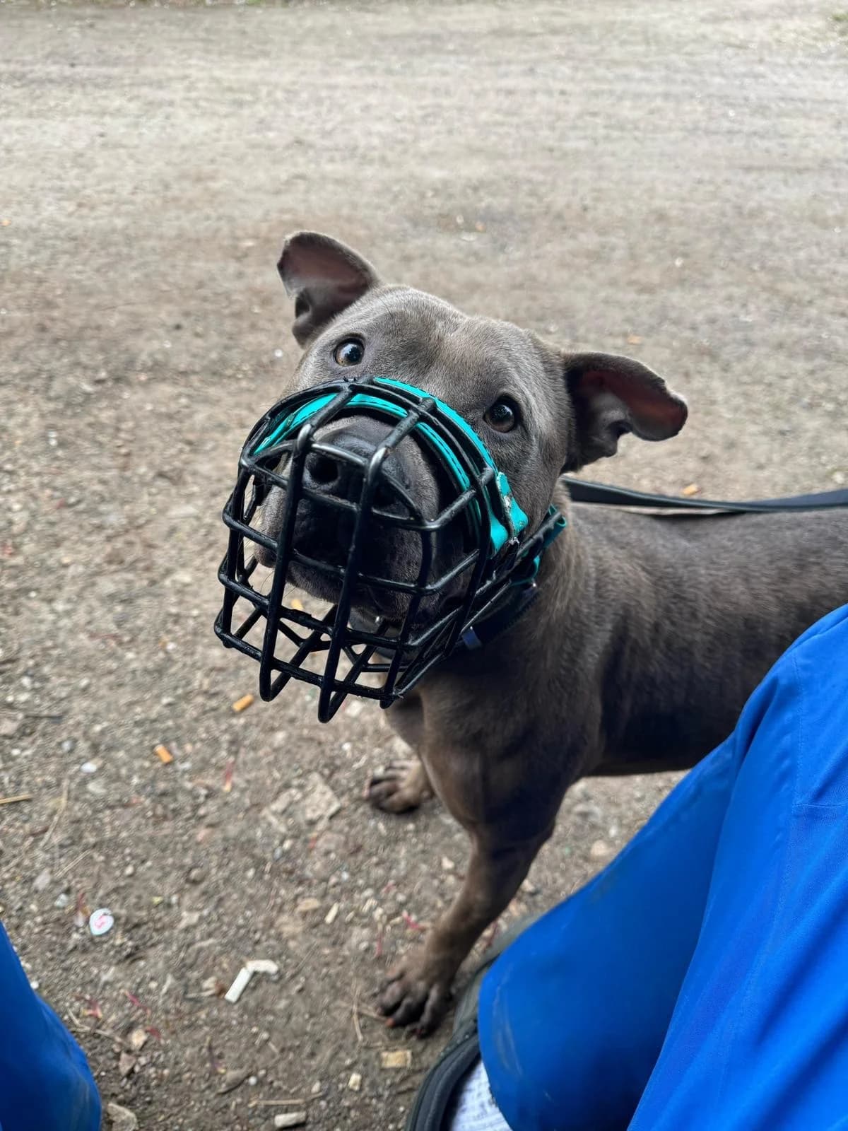 Ivy, female Pit Bull Terrier for adoption at Tierheimhelden — photo 2 of 8