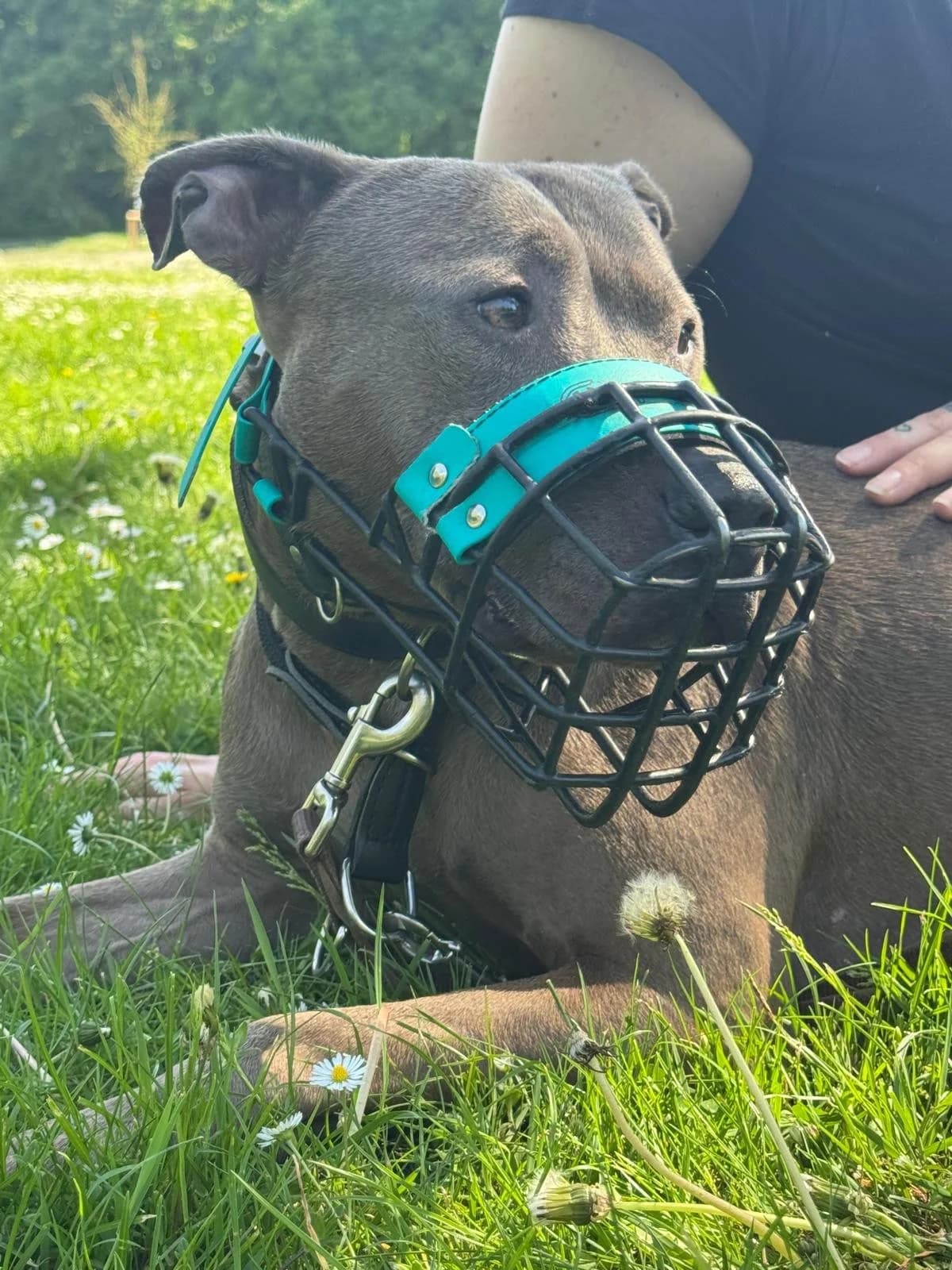 Ivy, female Pit Bull Terrier for adoption at Tierheimhelden — photo 3 of 8