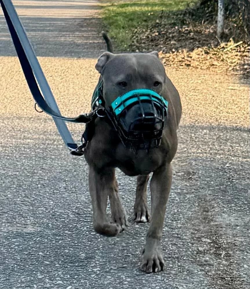 Ivy, female Pit Bull Terrier for adoption at Tierheimhelden — photo 4 of 8