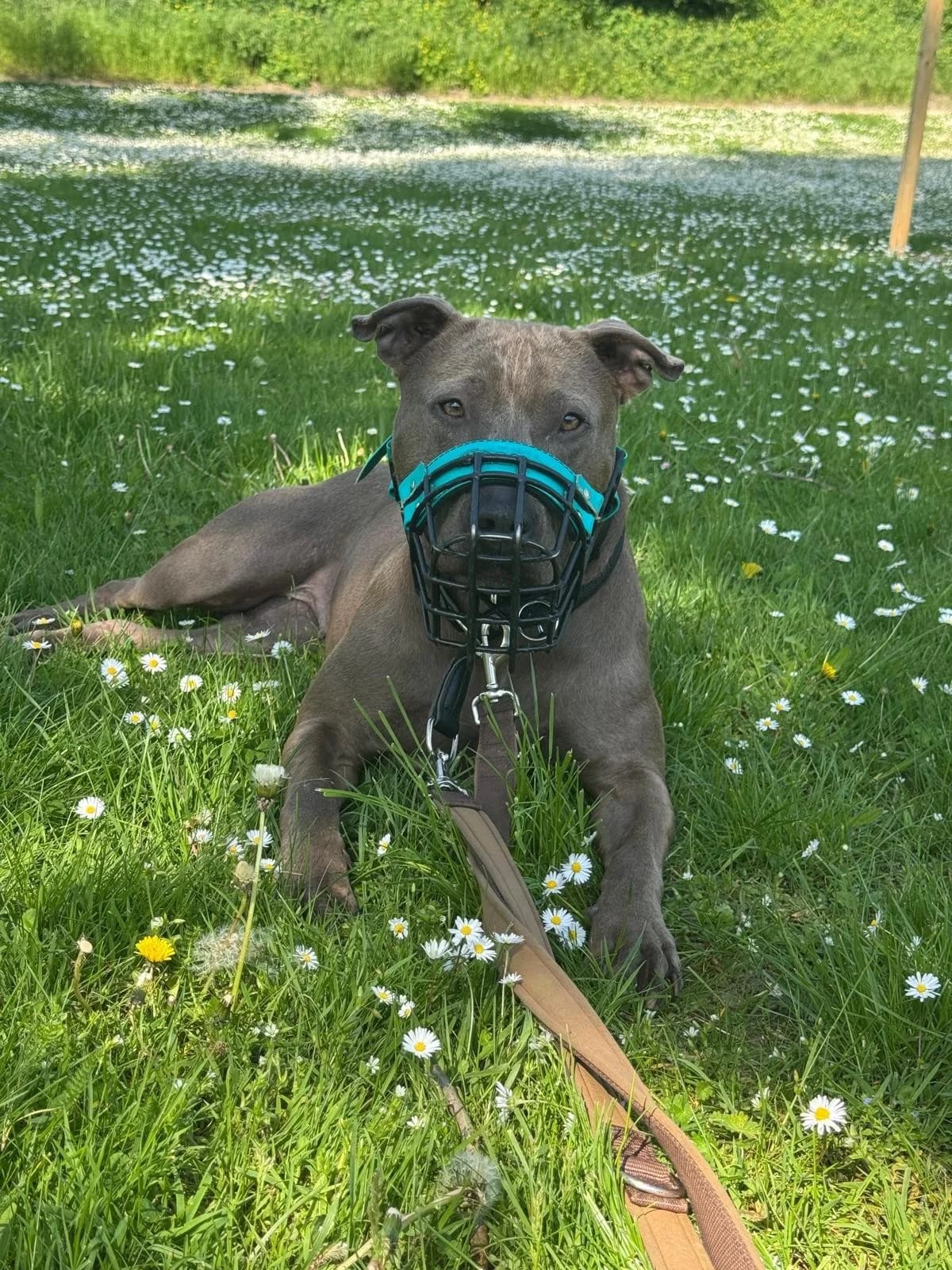 Ivy, female Pit Bull Terrier for adoption at Tierheimhelden — photo 5 of 8