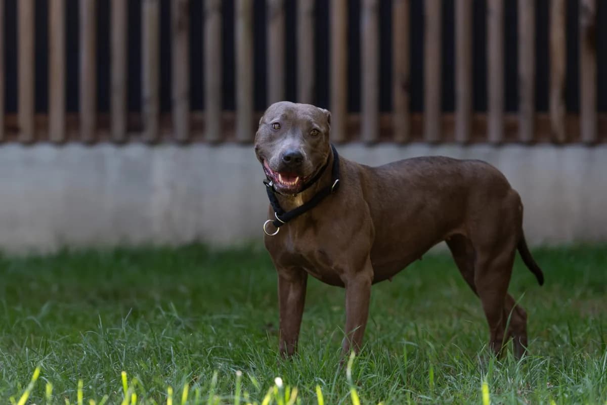Ivy, female Pit Bull Terrier for adoption at Tierheimhelden — photo 6 of 8