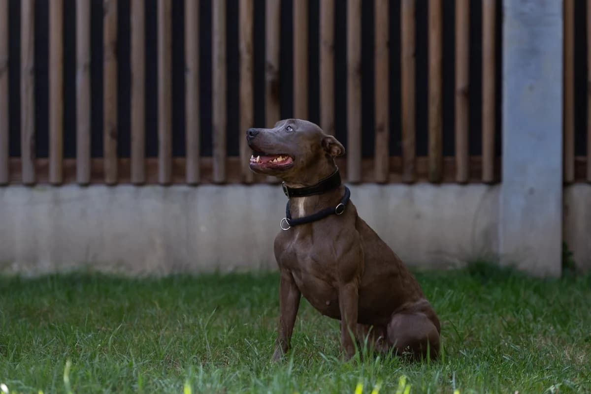 Ivy, female Pit Bull Terrier for adoption at Tierheimhelden — photo 7 of 8