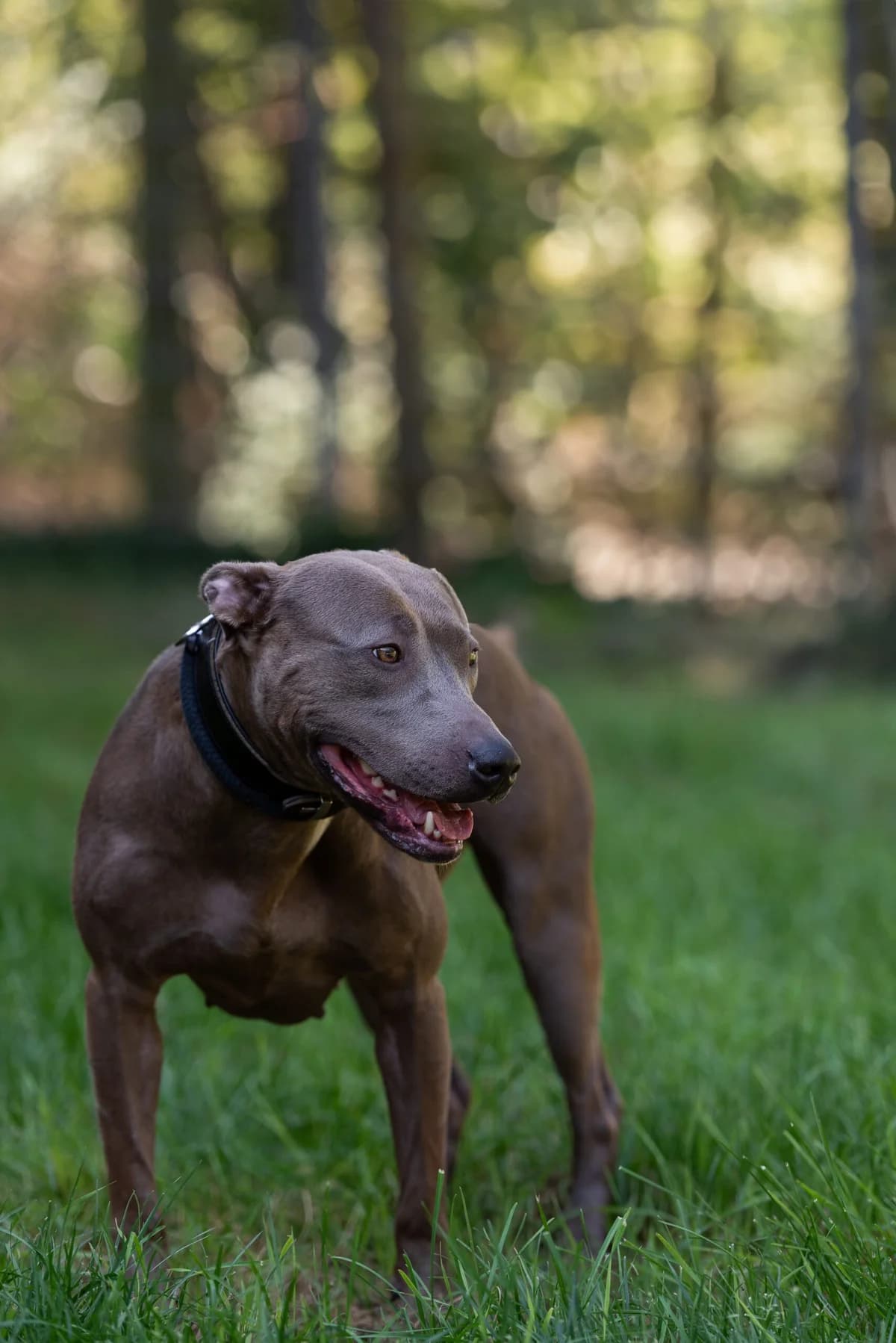 Ivy, female Pit Bull Terrier for adoption at Tierheimhelden — photo 8 of 8