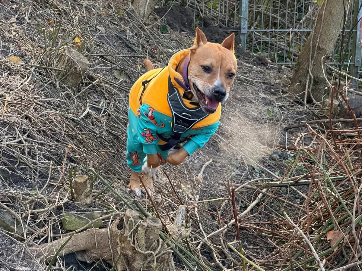 Fee, female American Staffordshire Terrier for adoption at Tierheimhelden