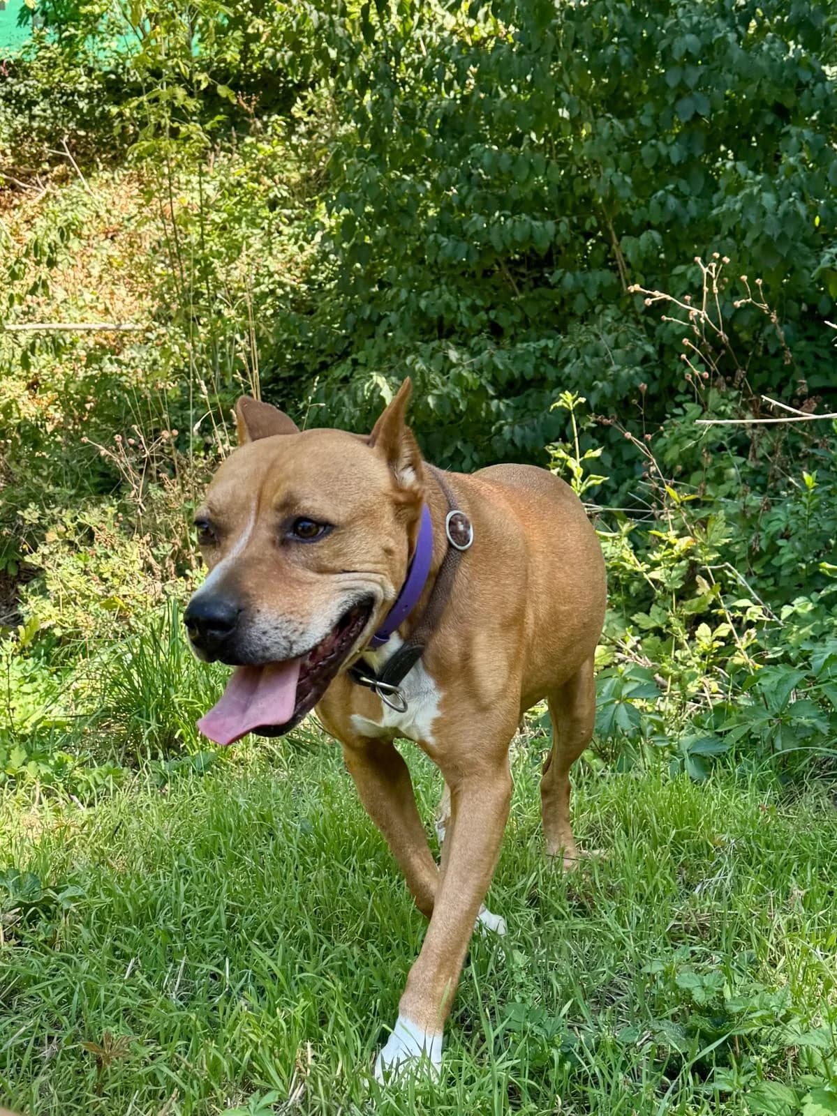 Fee, female American Staffordshire Terrier for adoption at Tierheimhelden — photo 2 of 5