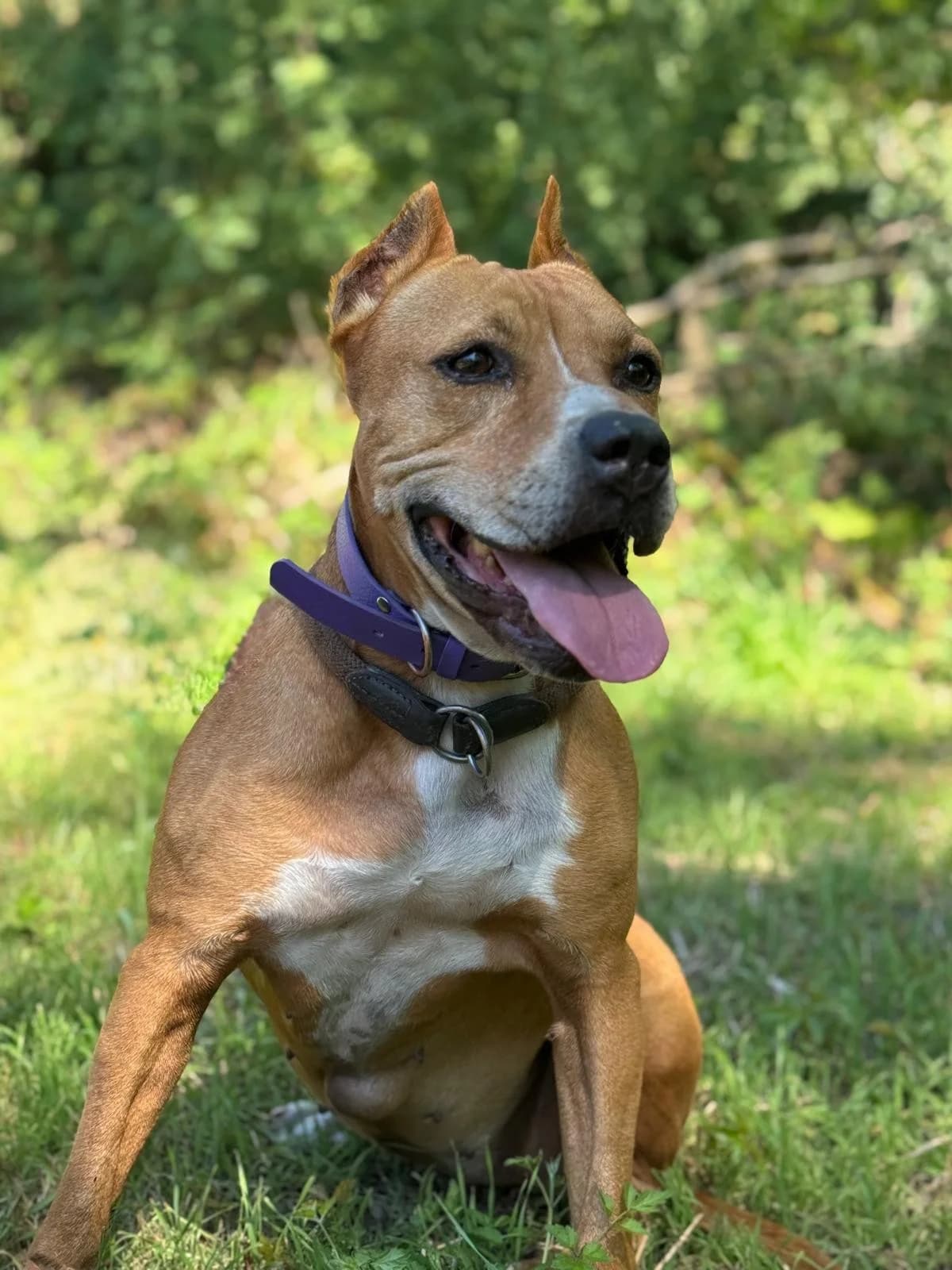 Fee, female American Staffordshire Terrier for adoption at Tierheimhelden — photo 3 of 5
