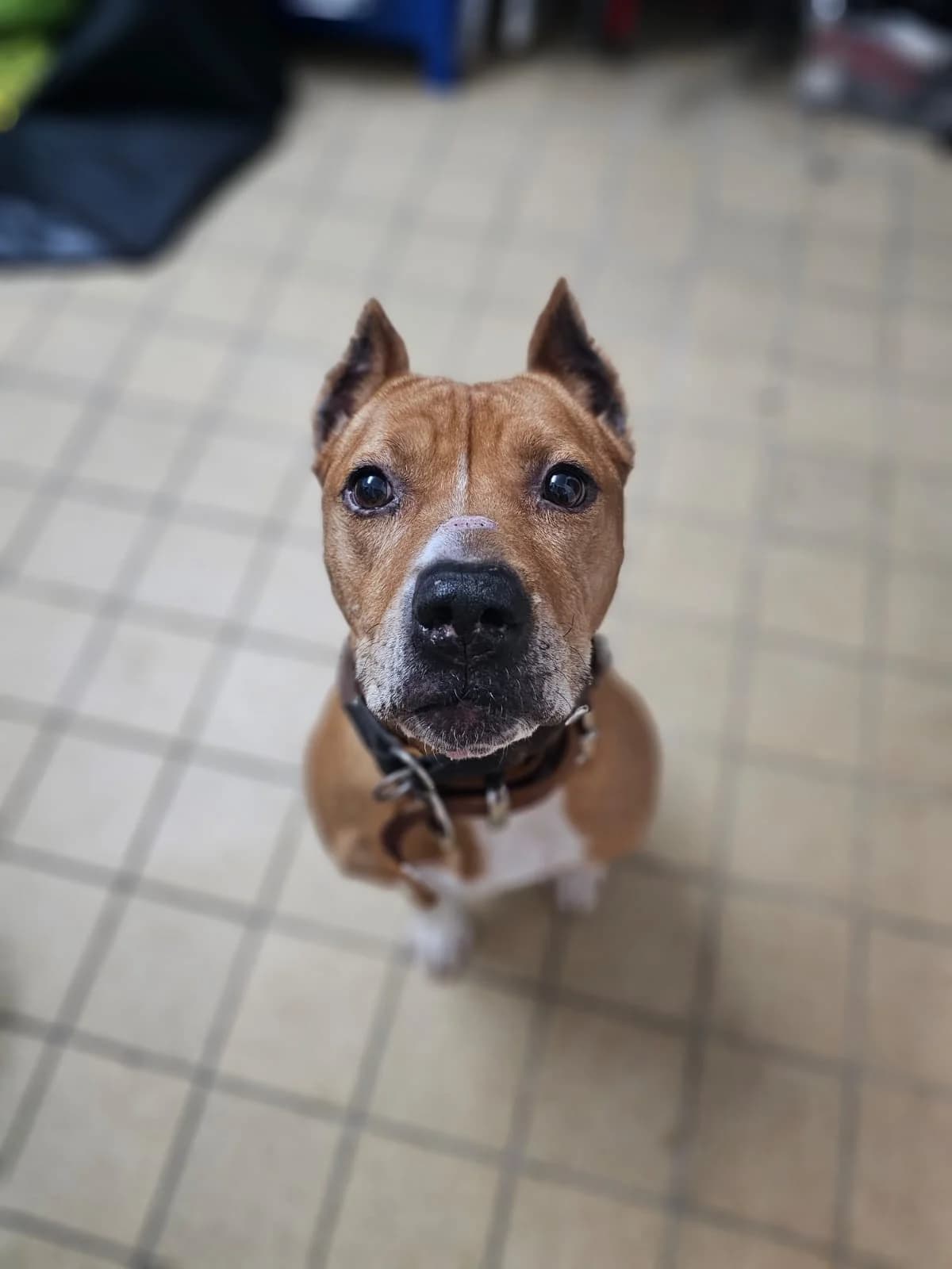 Fee, female American Staffordshire Terrier for adoption at Tierheimhelden — photo 4 of 5