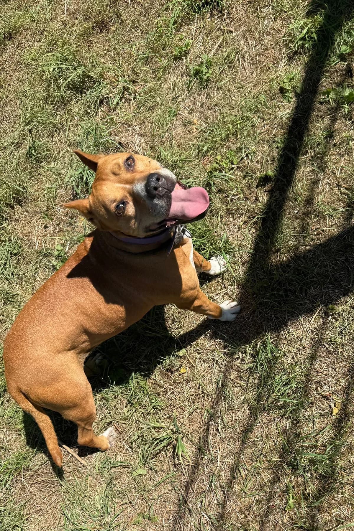 Fee, female American Staffordshire Terrier for adoption at Tierheimhelden — photo 5 of 5