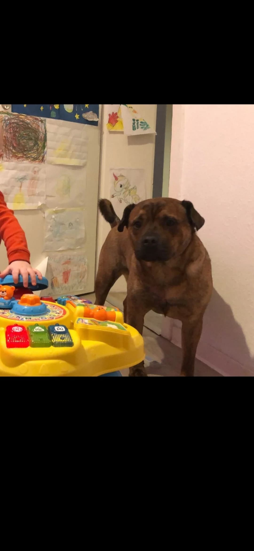 Lui, male Mixed Breed for adoption at Tierheimhelden