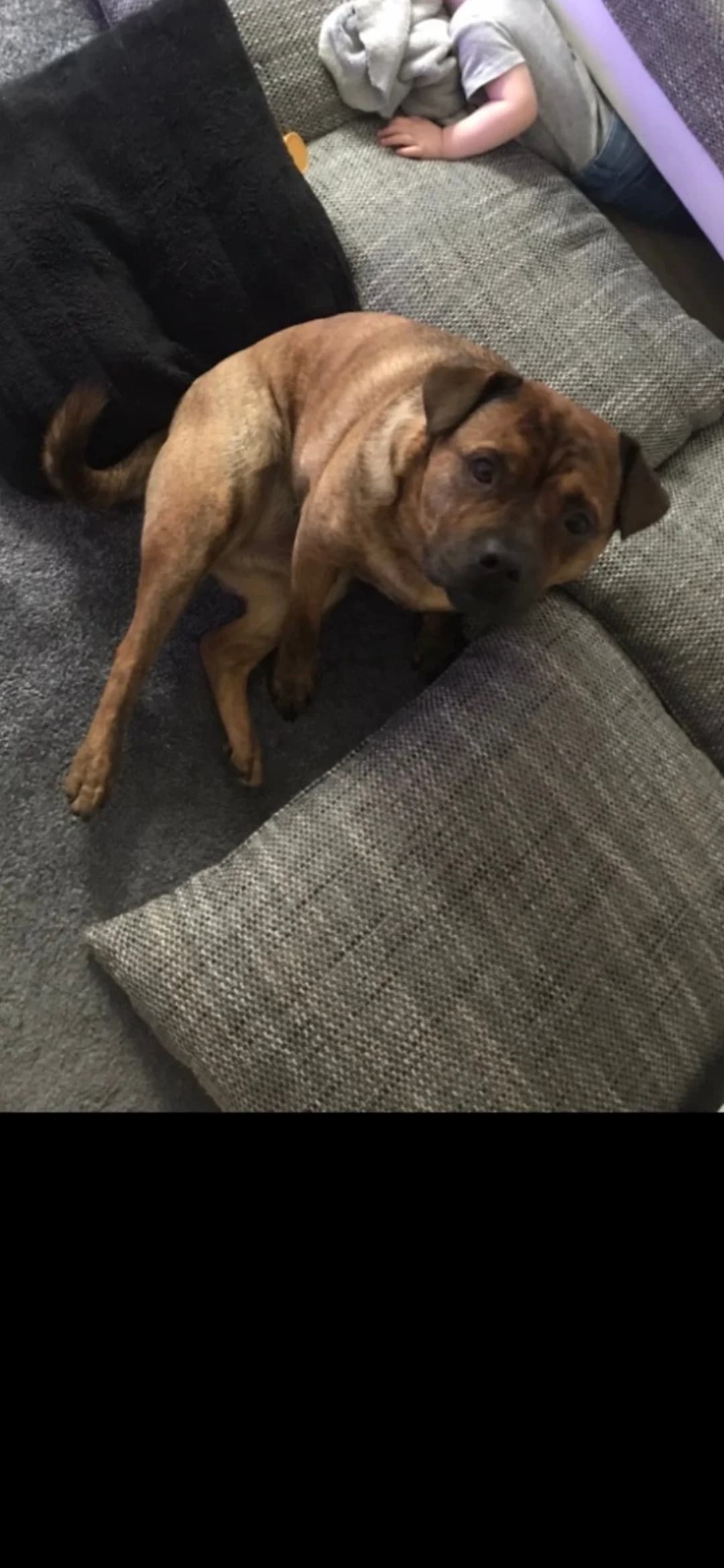 Lui, male Mixed Breed for adoption at Tierheimhelden — photo 2 of 5