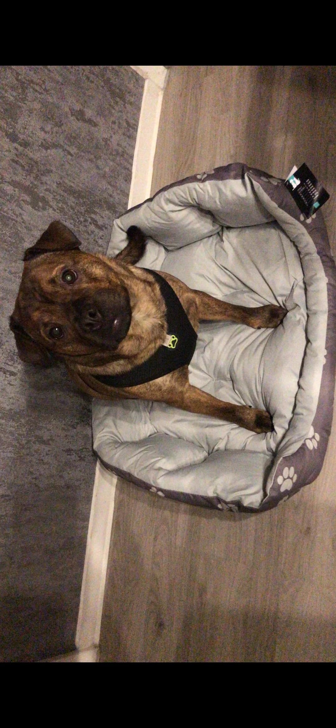 Lui, male Mixed Breed for adoption at Tierheimhelden — photo 3 of 5