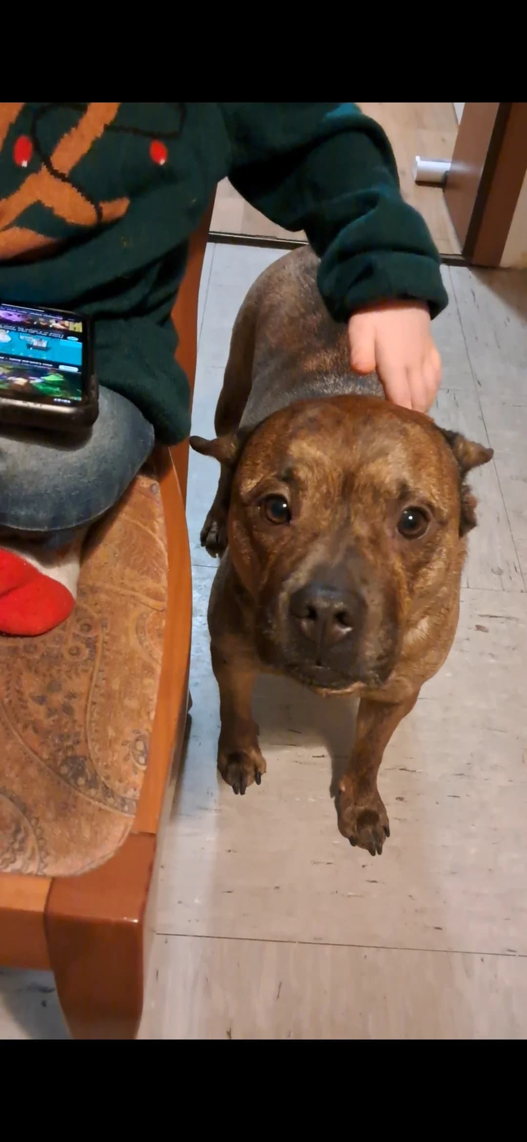 Lui, male Mixed Breed for adoption at Tierheimhelden — photo 4 of 5