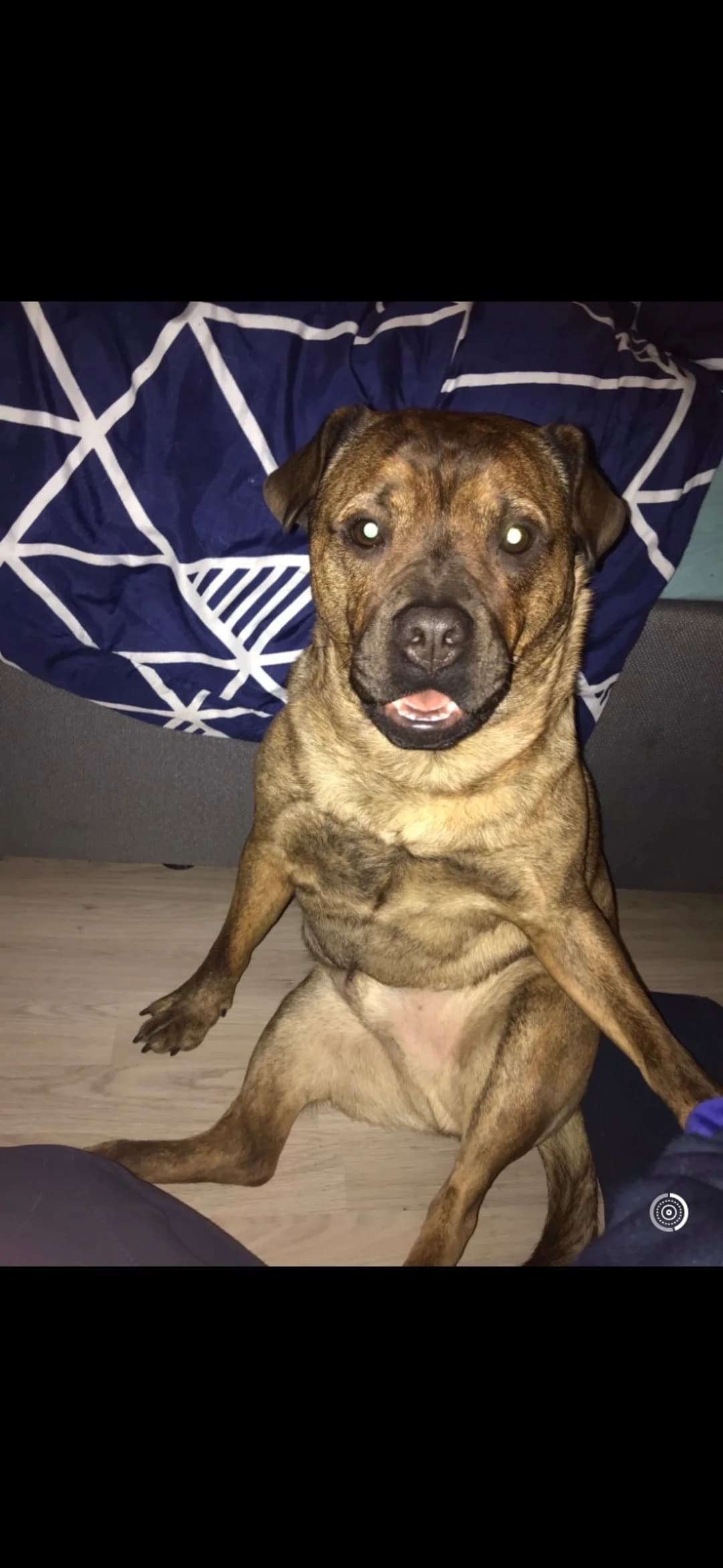 Lui, male Mixed Breed for adoption at Tierheimhelden — photo 5 of 5