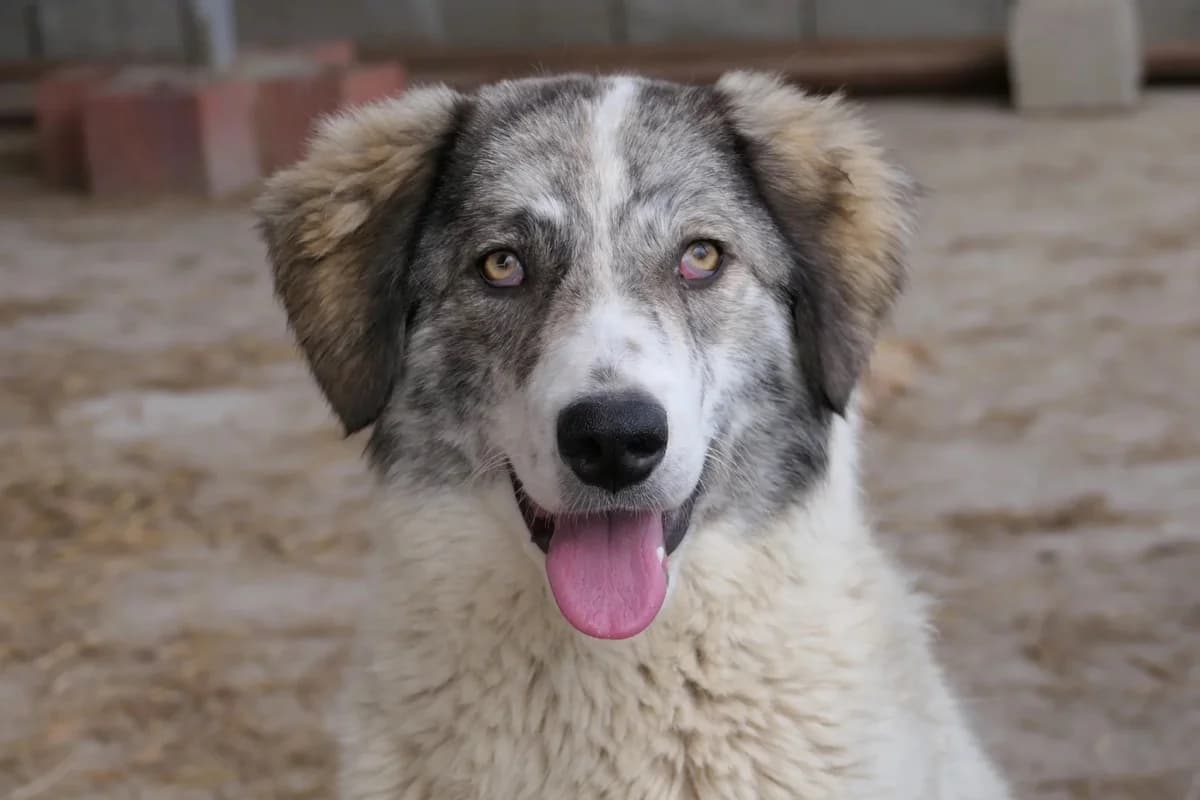 Melody, female Mixed Breed for adoption at Tierheimhelden