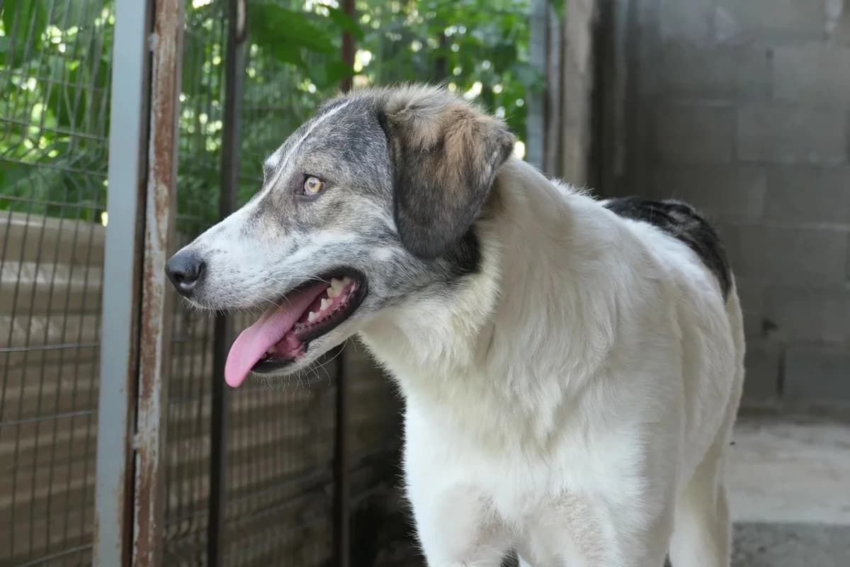 Melody, female Mixed Breed for adoption at Tierheimhelden — photo 2 of 4