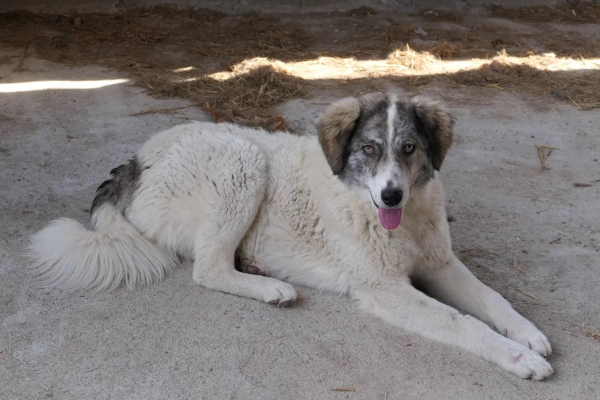 Melody, female Mixed Breed for adoption at Tierheimhelden — photo 4 of 4