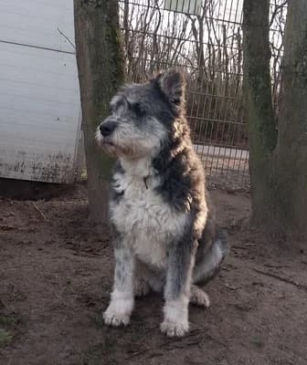 Ursa, female Mixed Breed for adoption at Tierheimhelden