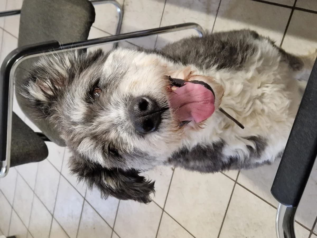 Ursa, female Mixed Breed for adoption at Tierheimhelden — photo 2 of 2