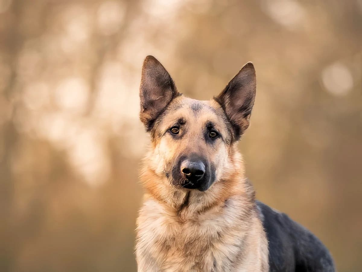 Bandito, male German Shepherd for adoption at Tierheimhelden