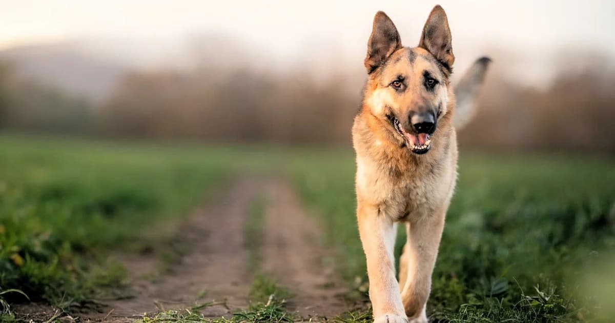 Bandito, male German Shepherd for adoption at Tierheimhelden — photo 2 of 11