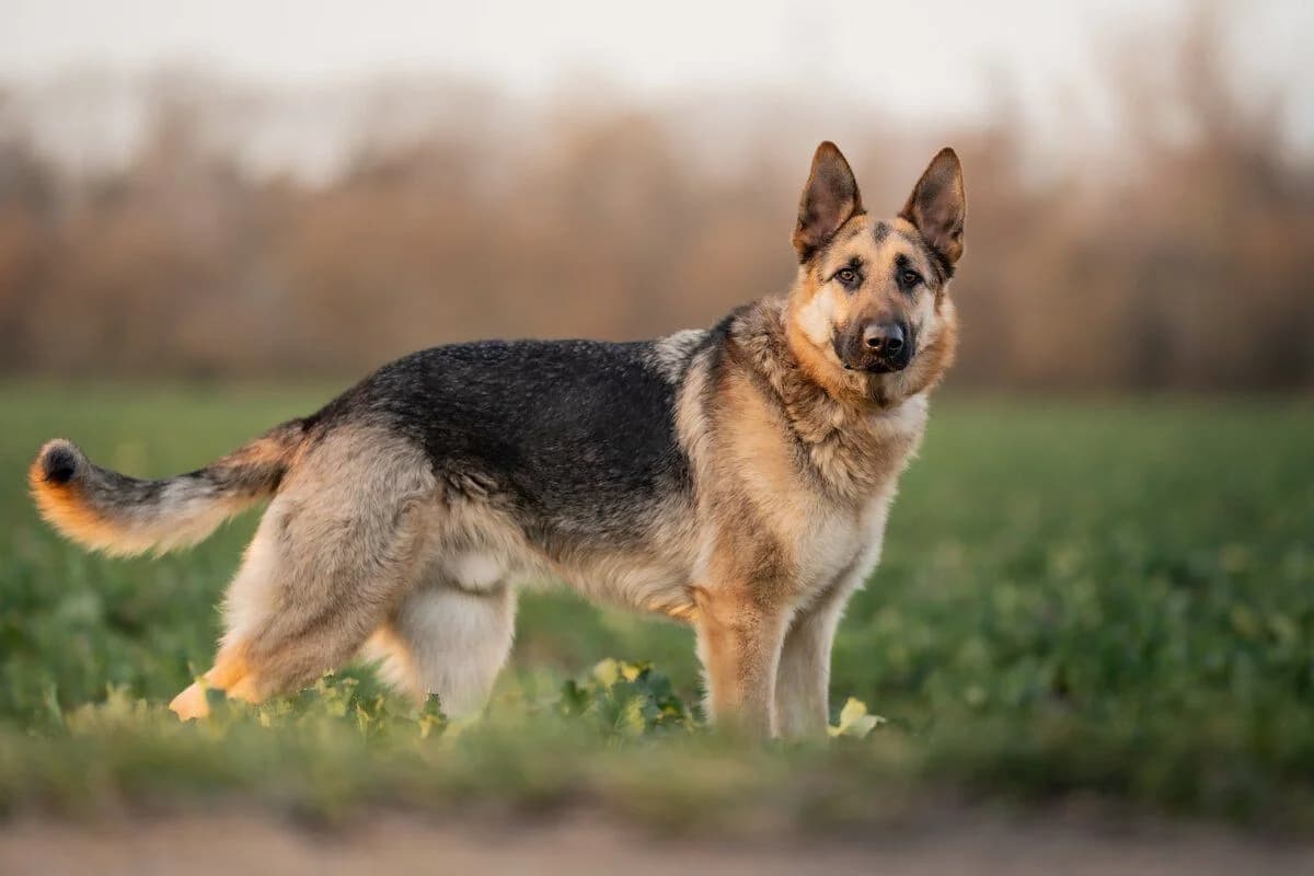 Bandito, male German Shepherd for adoption at Tierheimhelden — photo 3 of 11