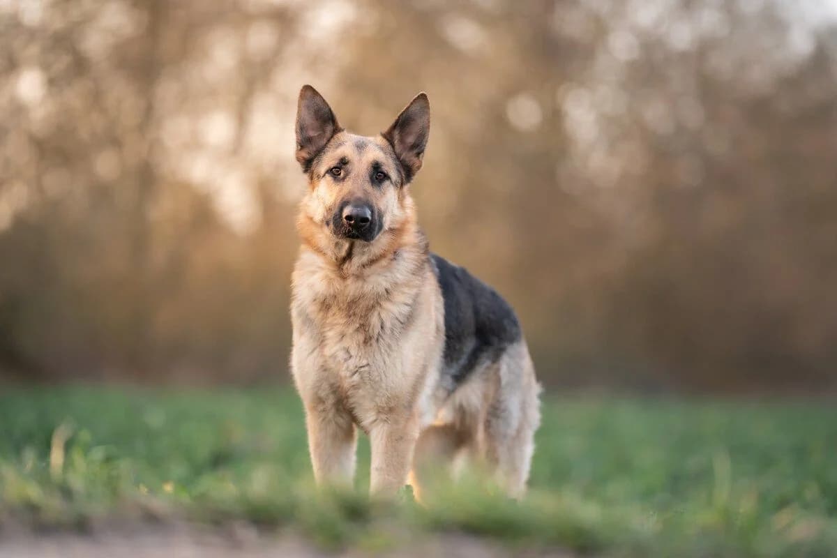 Bandito, male German Shepherd for adoption at Tierheimhelden — photo 4 of 11