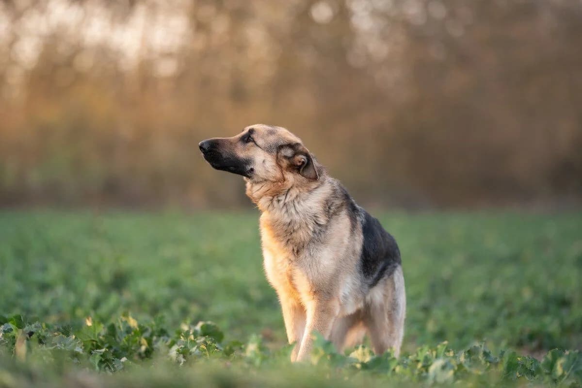 Bandito, male German Shepherd for adoption at Tierheimhelden — photo 5 of 11