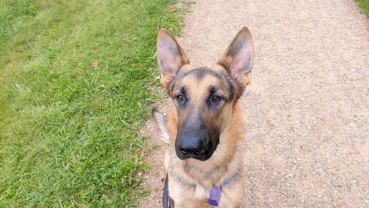 Bandito, male German Shepherd for adoption at Tierheimhelden — photo 8 of 11