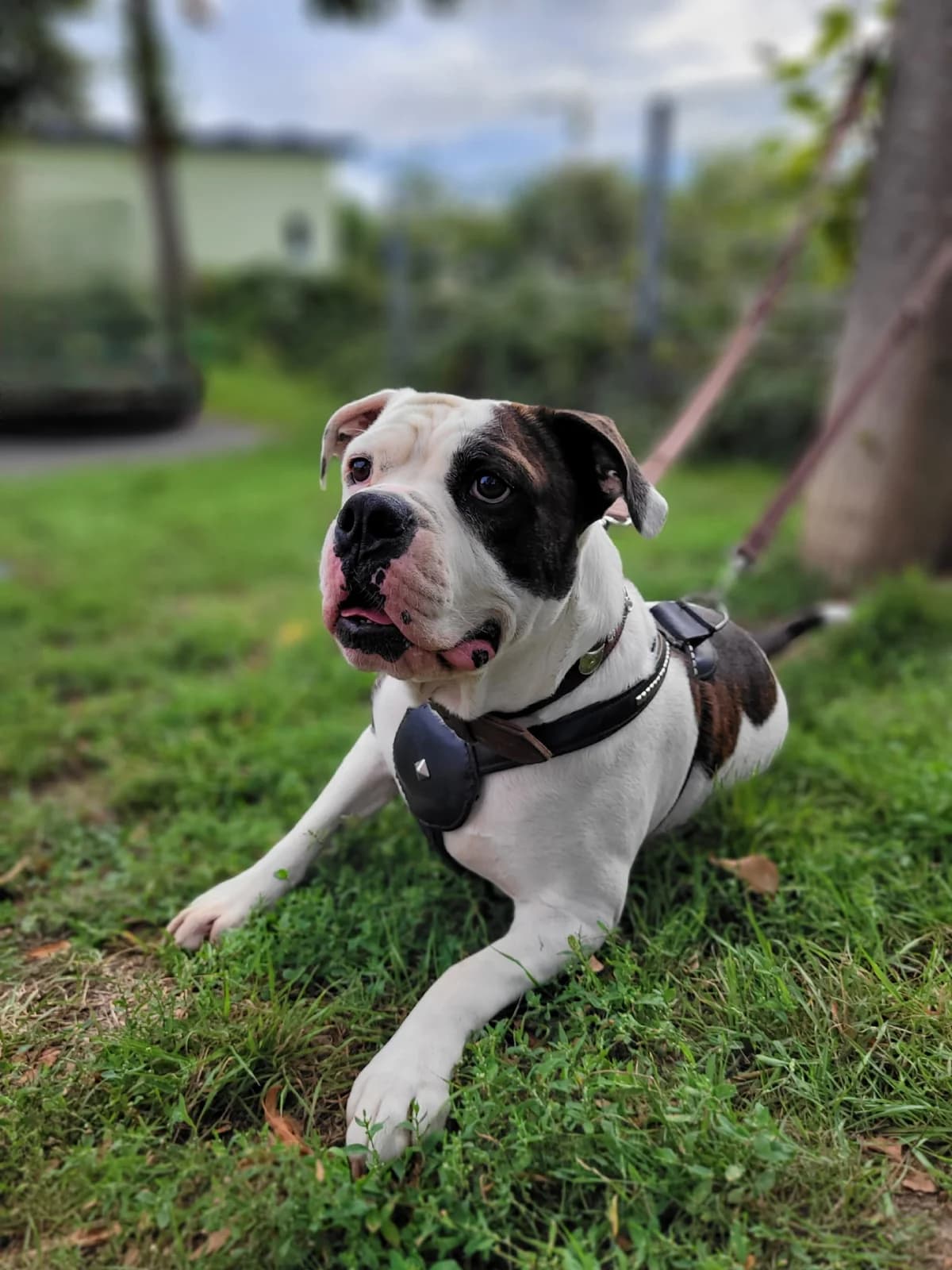 Bambam, male English Bulldog for adoption at Tierheimhelden