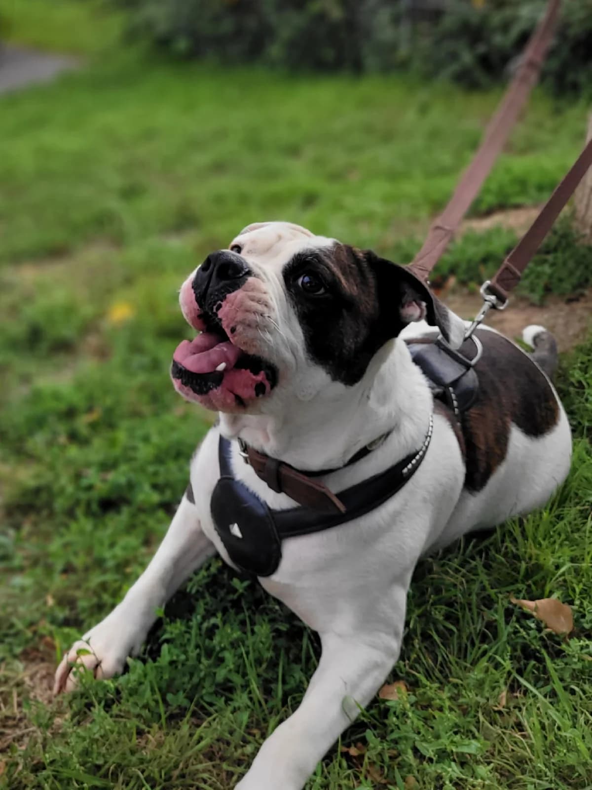 Bambam, male English Bulldog for adoption at Tierheimhelden — photo 2 of 7