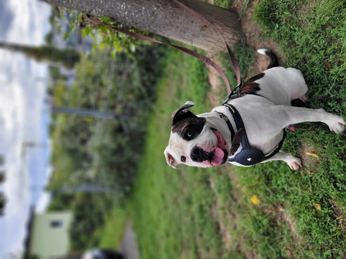 Bambam, male English Bulldog for adoption at Tierheimhelden — photo 3 of 7