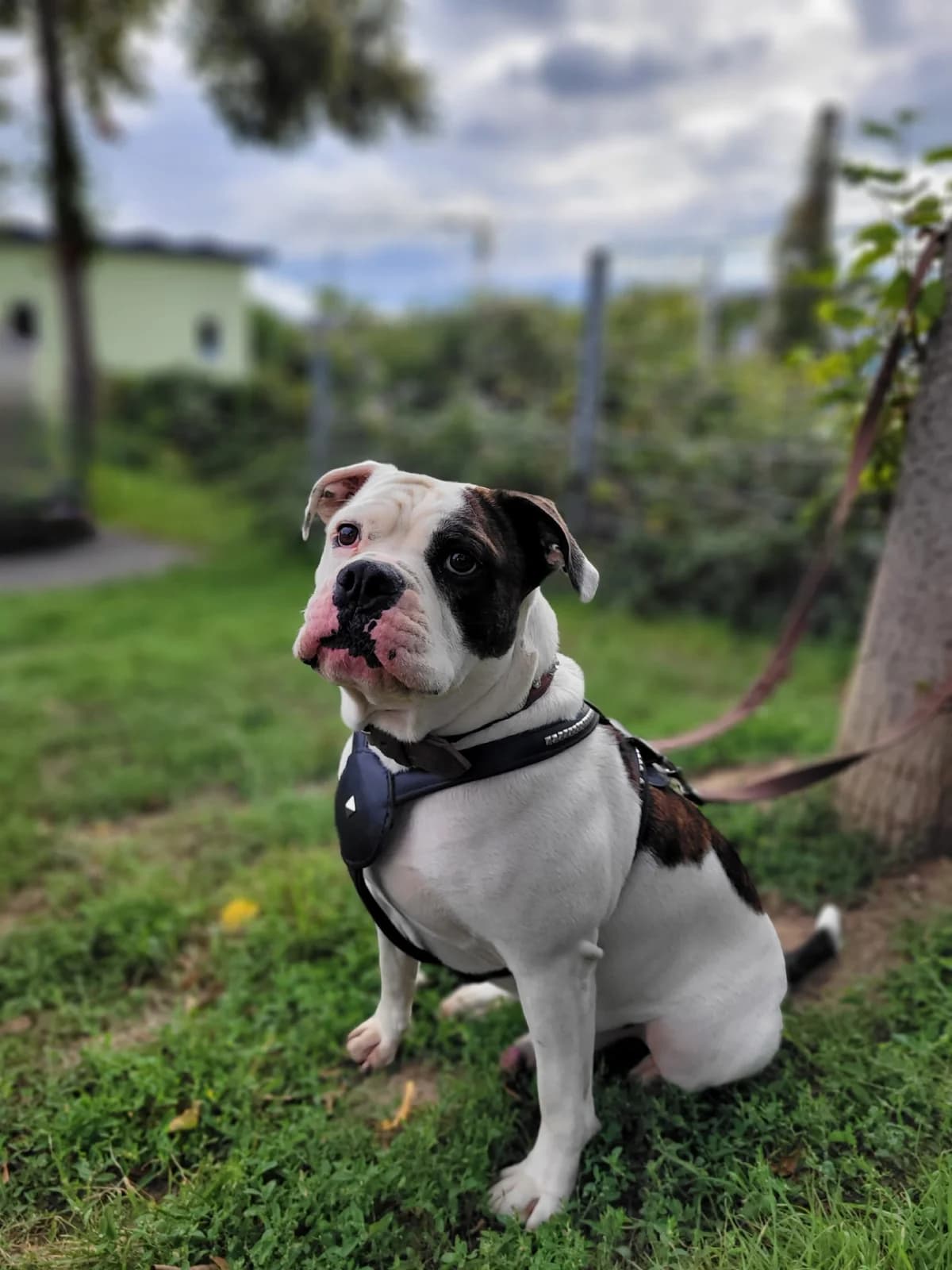 Bambam, male English Bulldog for adoption at Tierheimhelden — photo 4 of 7