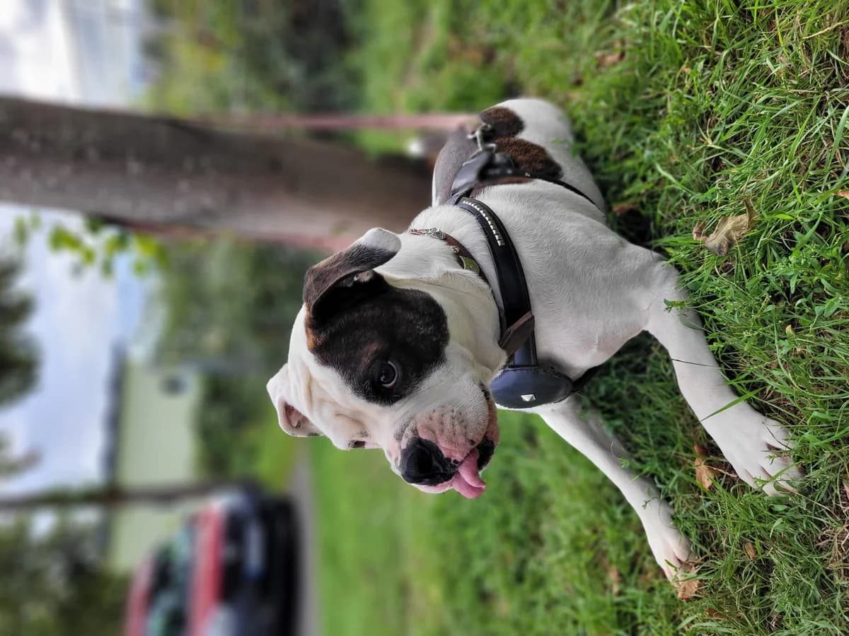 Bambam, male English Bulldog for adoption at Tierheimhelden — photo 5 of 7