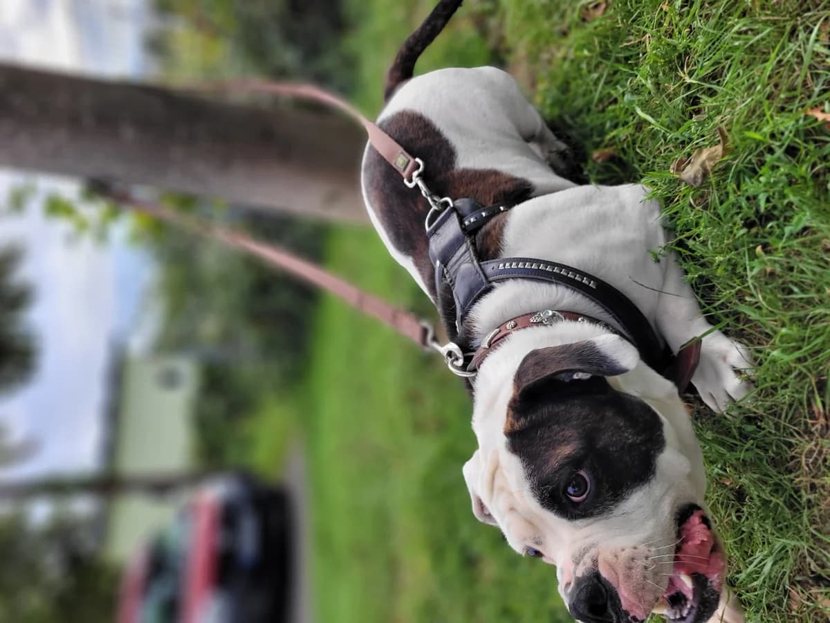 Bambam, male English Bulldog for adoption at Tierheimhelden — photo 6 of 7