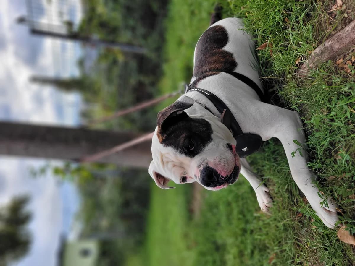 Bambam, male English Bulldog for adoption at Tierheimhelden — photo 7 of 7