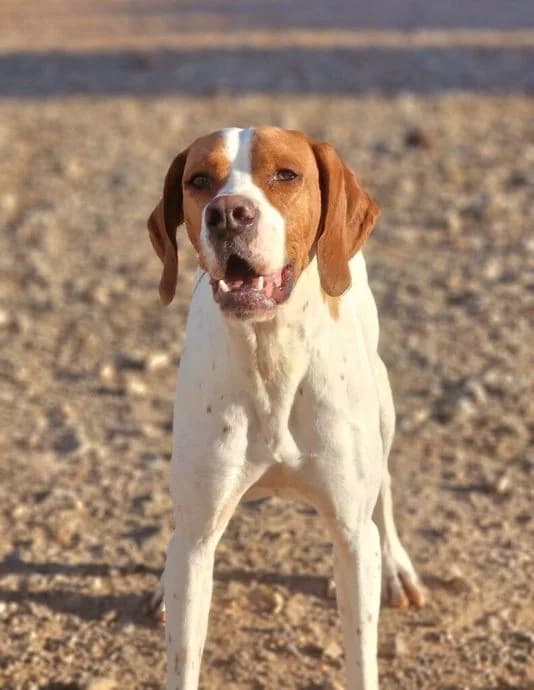 May, female Pointer for adoption at Tierheimhelden